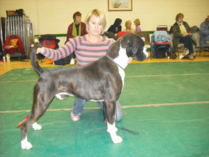 graduate dog